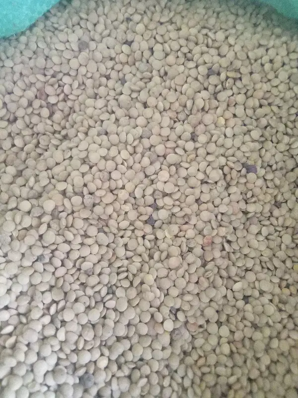 ارزان سرای حبوبات عدس ریز ۱۷۰ درشت ۱۶۰|خوردنی و آشامیدنی|شیراز, ریاستی|دیوار