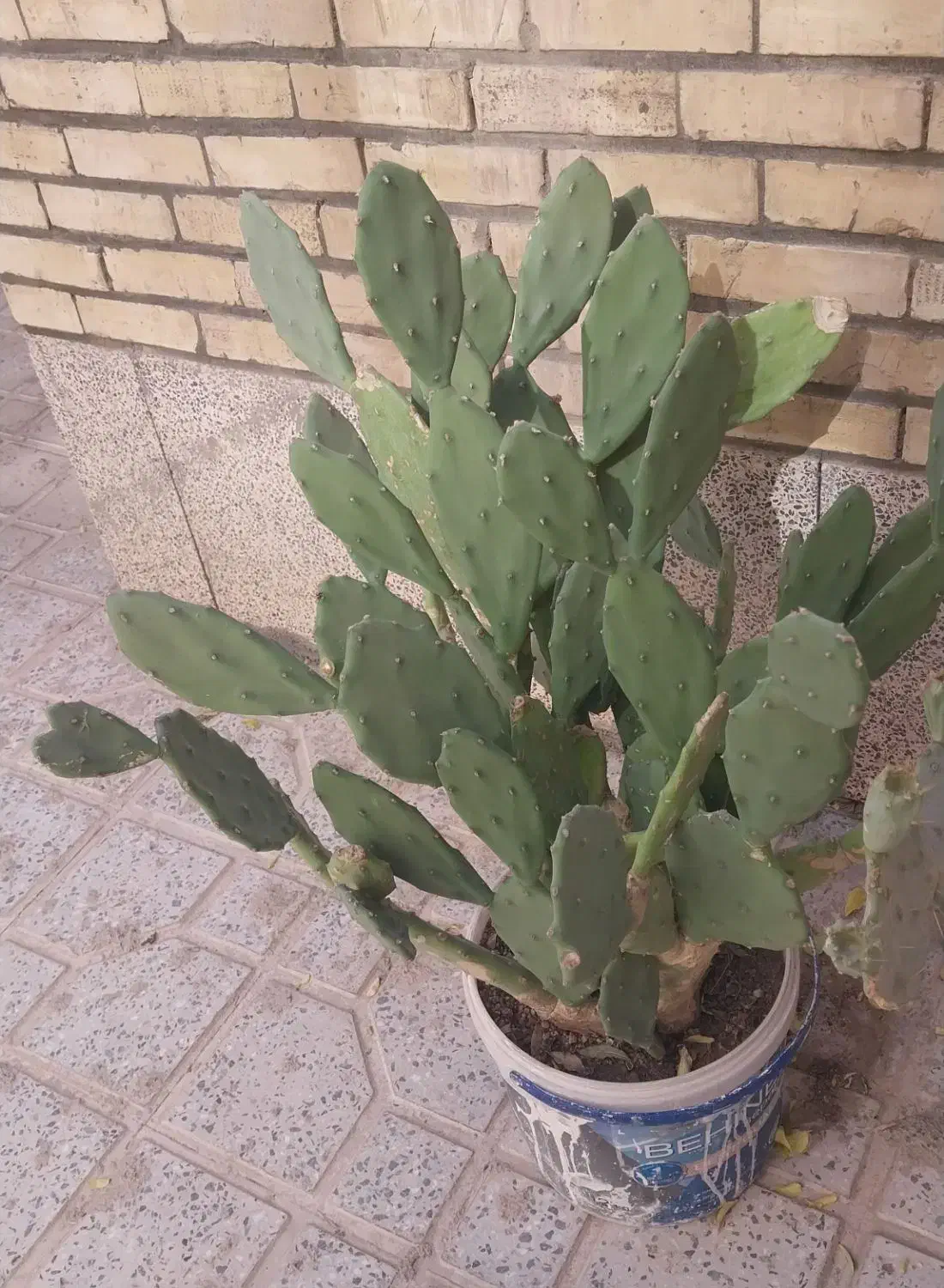 گل کاکتوس|گل و گیاه طبیعی|شاهینشهر, بنیاد ازدواج|دیوار