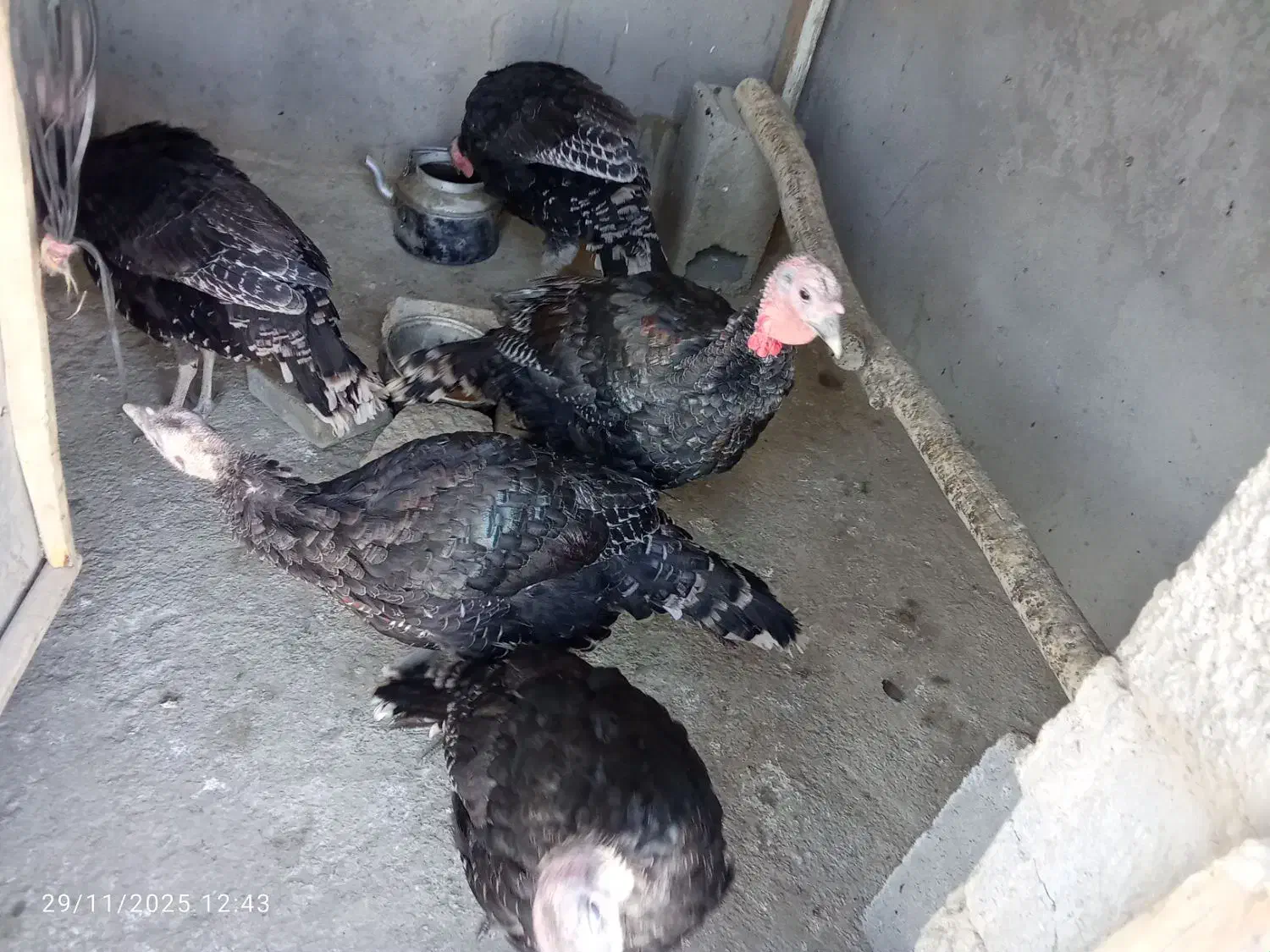 بوقلمون|حیوانات مزرعه|گلبهار, بیزکی|دیوار