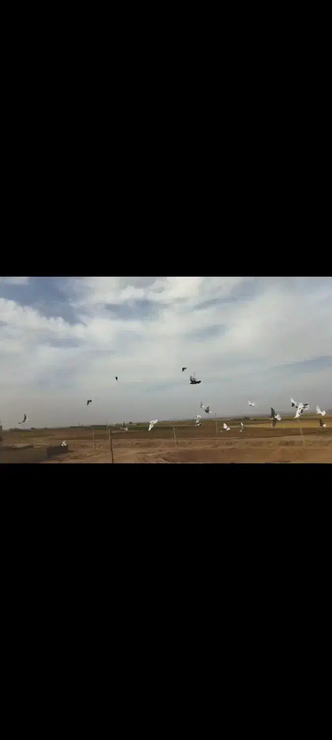 کبوتر پرشی رنگ جفت یک میلیون و ۲۰۰|پرنده|نصر آباد, |دیوار