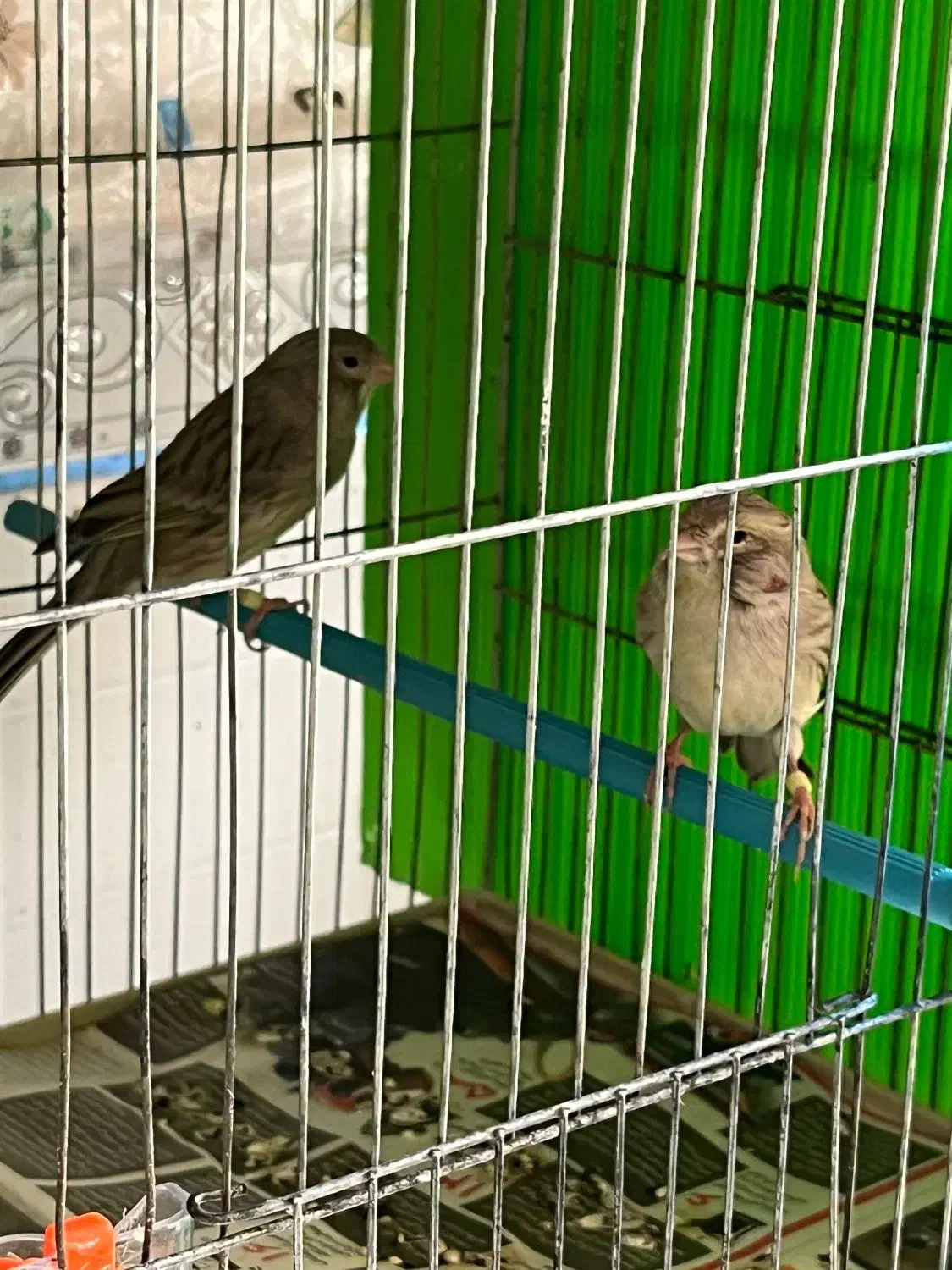 قناری جفتی اوپال نقره ای|پرنده|مرودشت, مختارآباد|دیوار