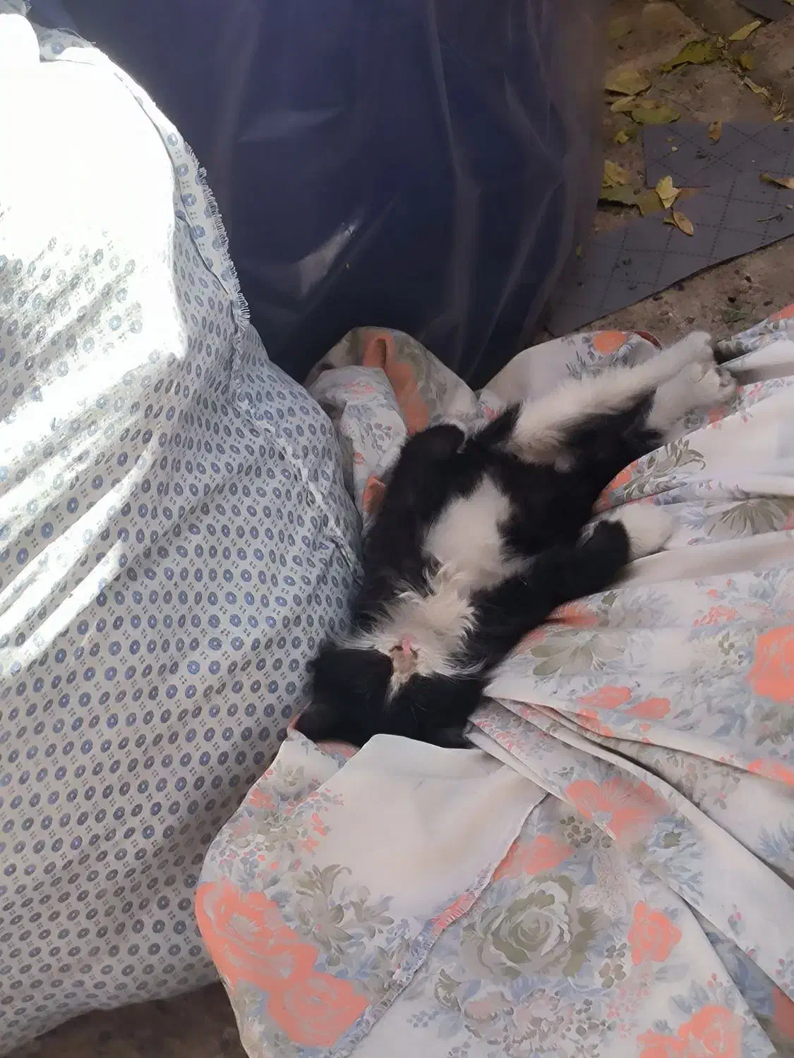 بچه گربه گم شده محدوده باغمیشه|حیوانات|تبریز, |دیوار