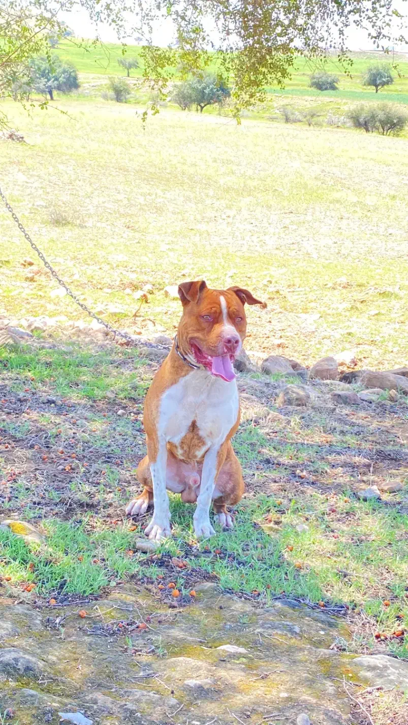 سگ پیتبول گمشده|سگ|مسجد سلیمان, |دیوار