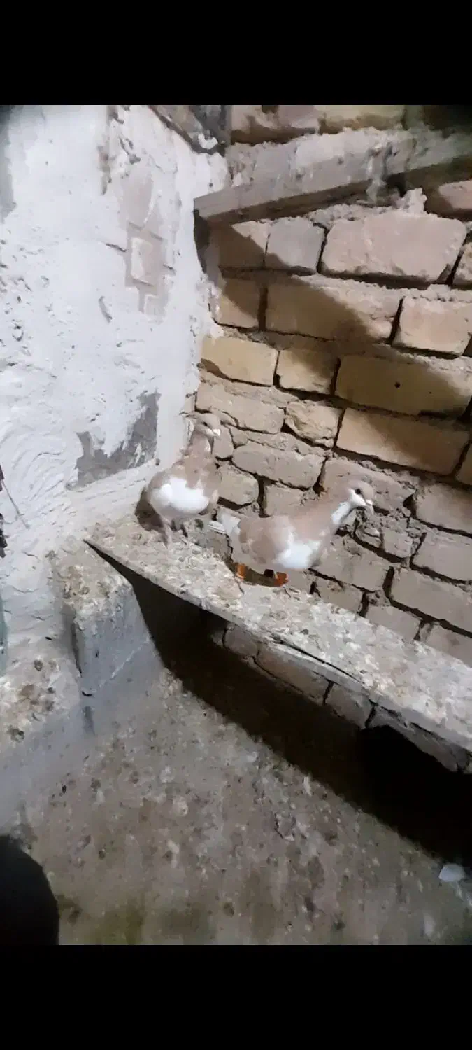 چپ زد|پرنده|شیراز, قلات|دیوار