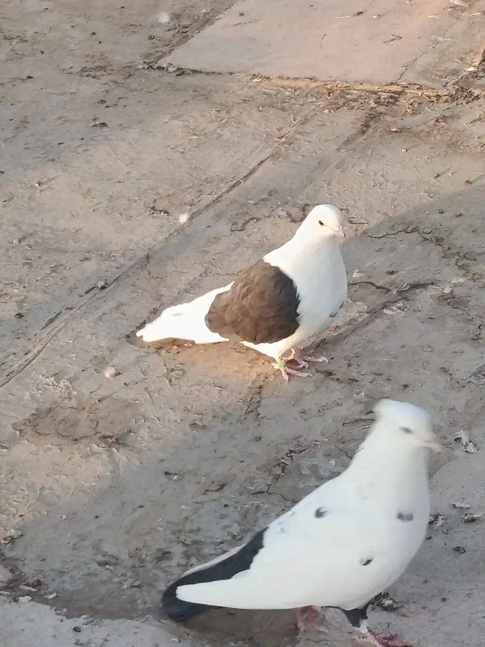 کبوتر دو کت و دم سیاه|پرنده|کرمانشاه, |دیوار