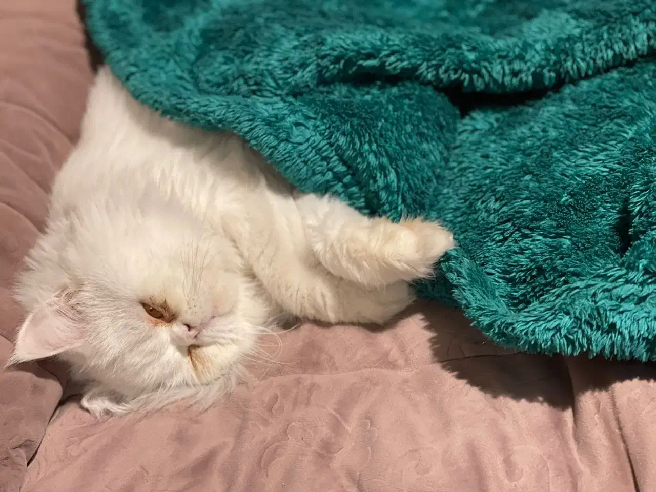 گربه پرشین ۱ ساله|گربه|یزد, |دیوار