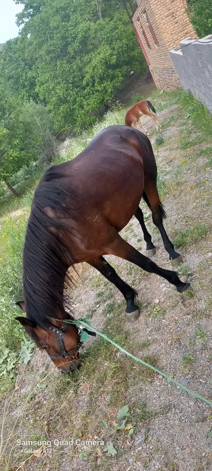 اسب مادیون کرد|اسب و تجهیزات اسب‌سواری|دماوند, دماوند|دیوار