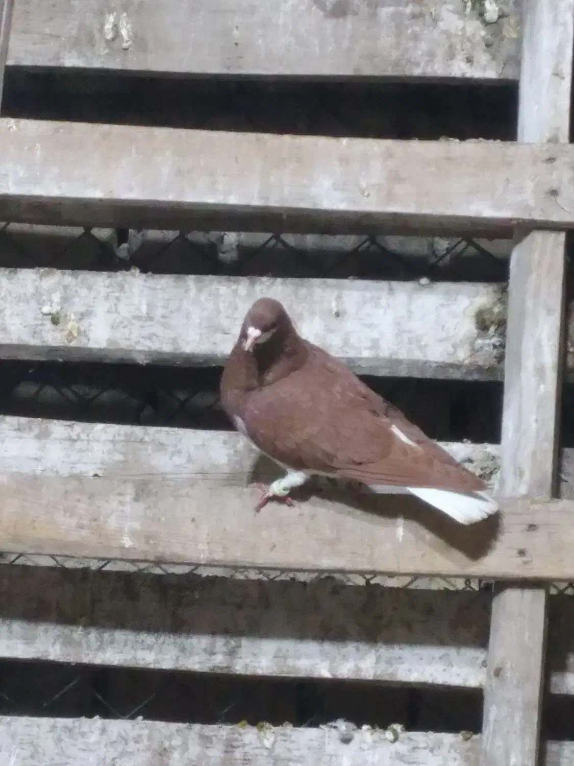 کبوتر دورگ و شهری بهبهونی|پرنده|فراشبند, |دیوار