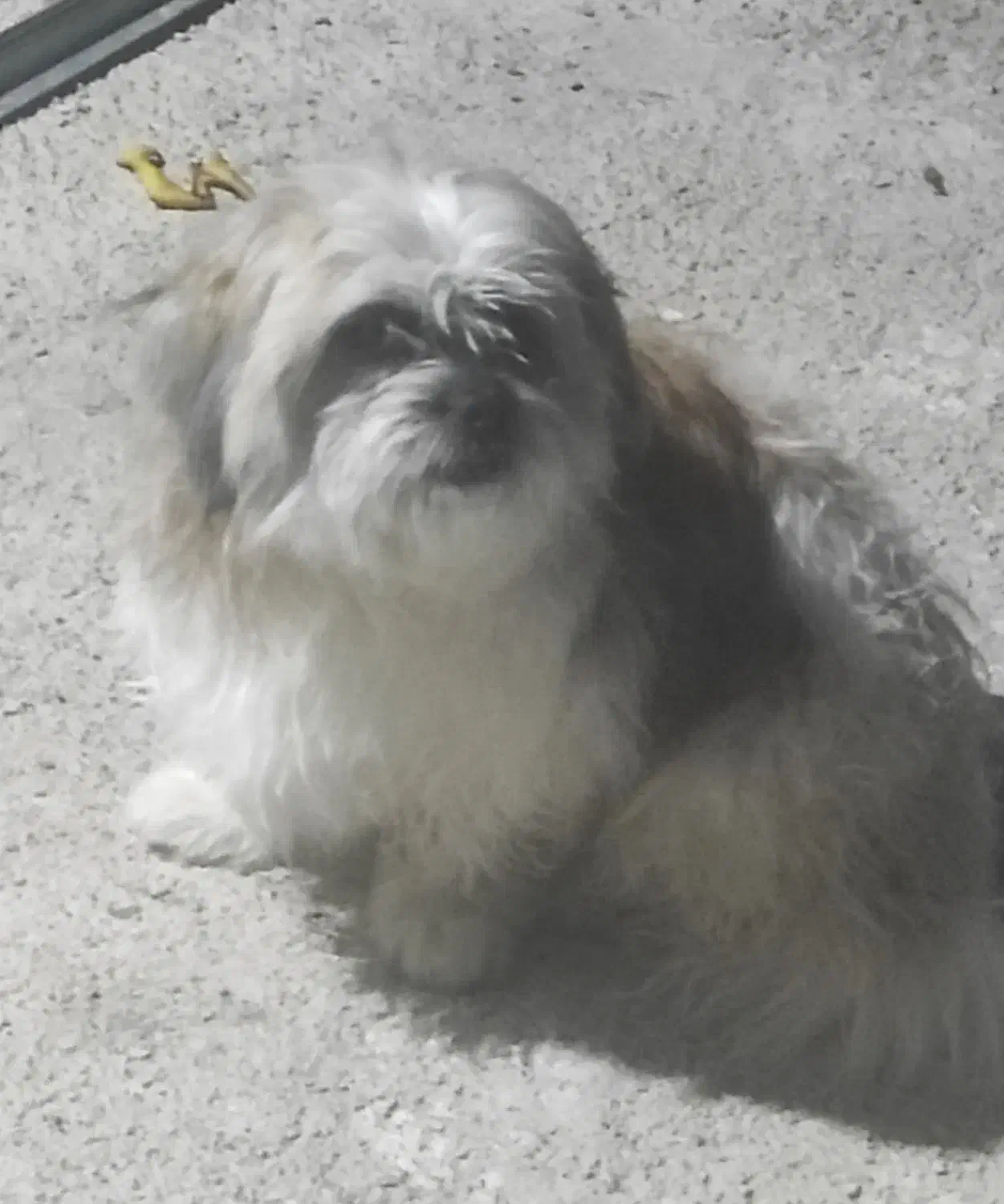 سگ شیتزو تریرـنریکساله|سگ|خرم‌آباد, |دیوار