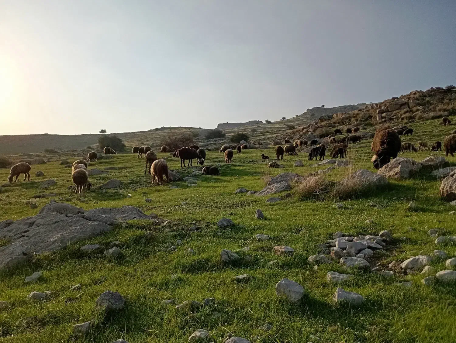 35 راس میش ابستن|حیوانات مزرعه|شیراز, سلطان آباد|دیوار