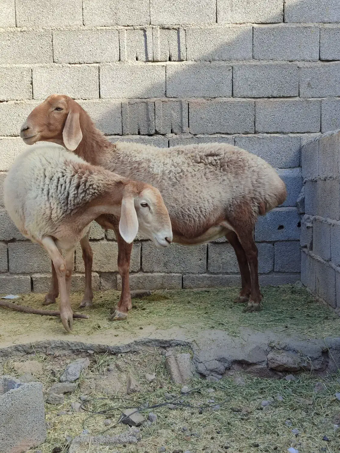 میش چینی قندوزی ابستن سنگین مایه کرده دوقولوزا|حیوانات مزرعه|کرمان, |دیوار