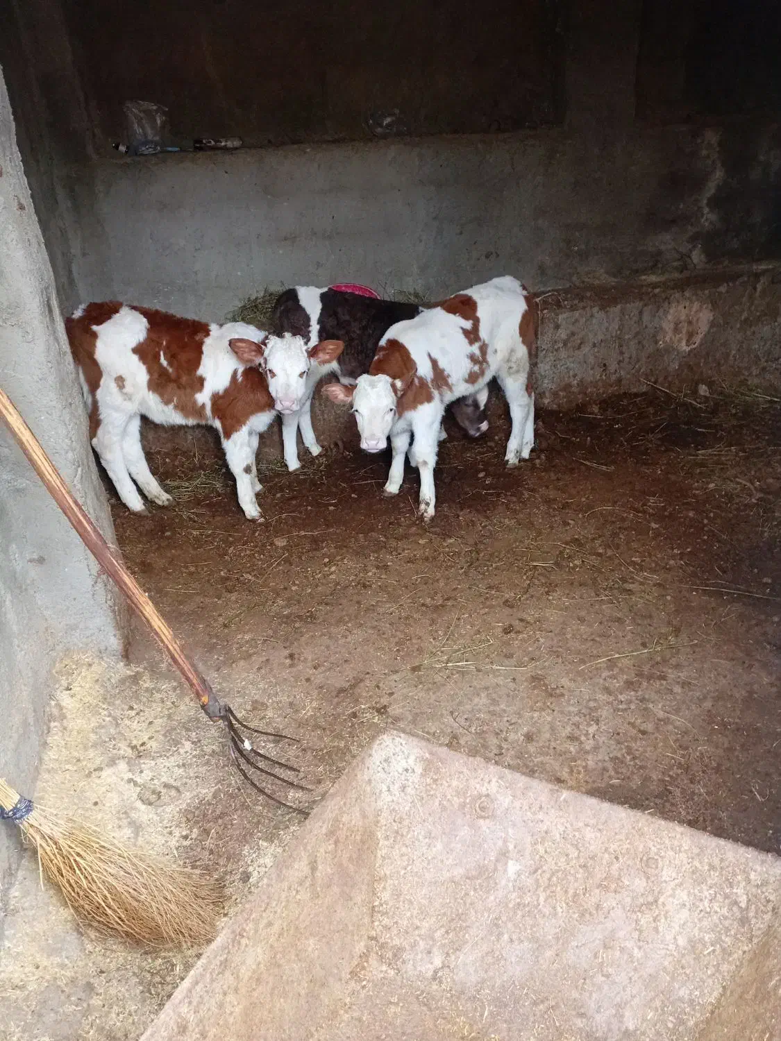 دو گوساله  نر ویکی ماده|حیوانات مزرعه|انزل, |دیوار