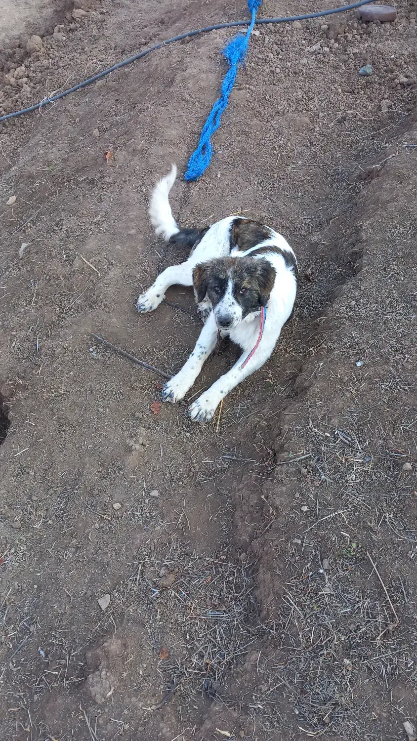 توله سگ ماده نگهبان|سگ|بره‌سر, |دیوار