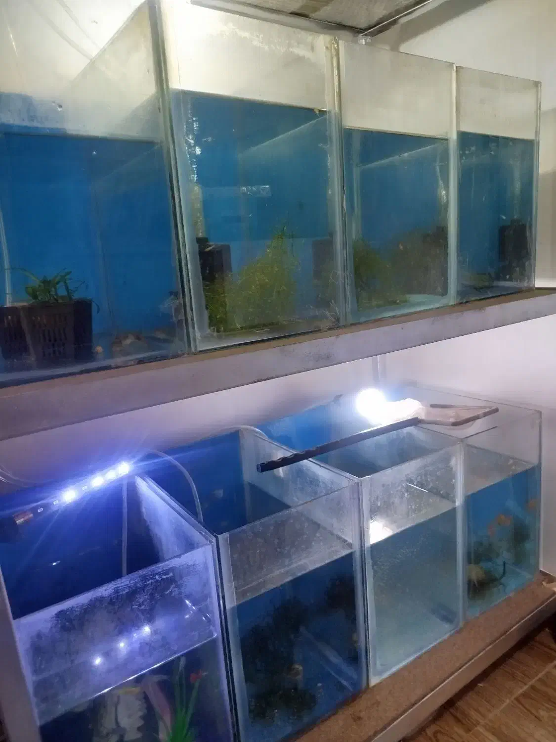 آکواریم|ماهی|باسمنج, |دیوار