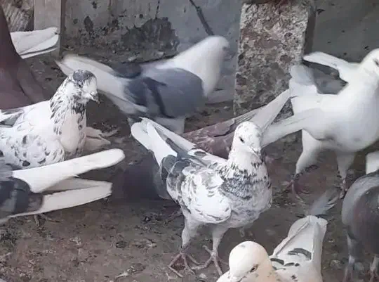 گمشده|حیوانات|نسیم‌شهر, |دیوار