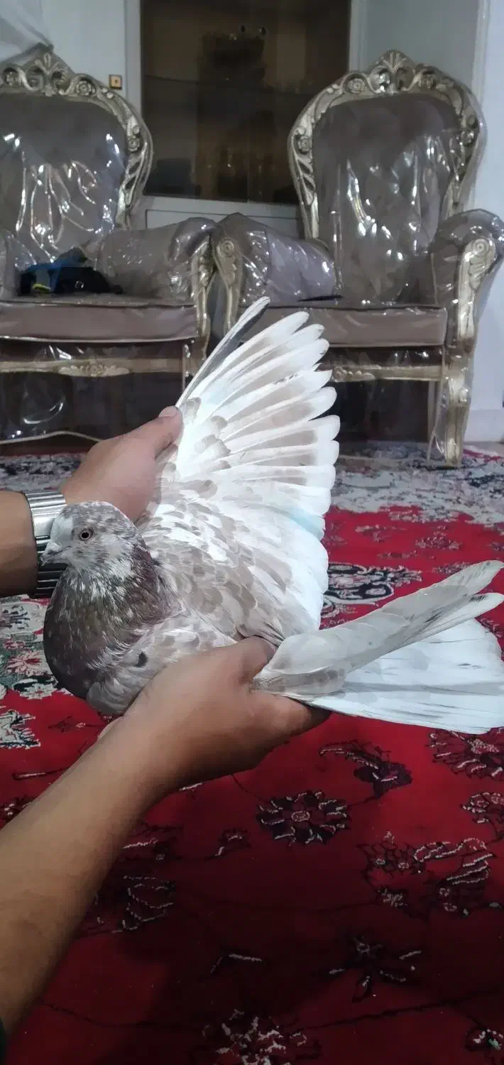 کبوترگرگی کله ماستی|پرنده|اصفهان, جاوان|دیوار