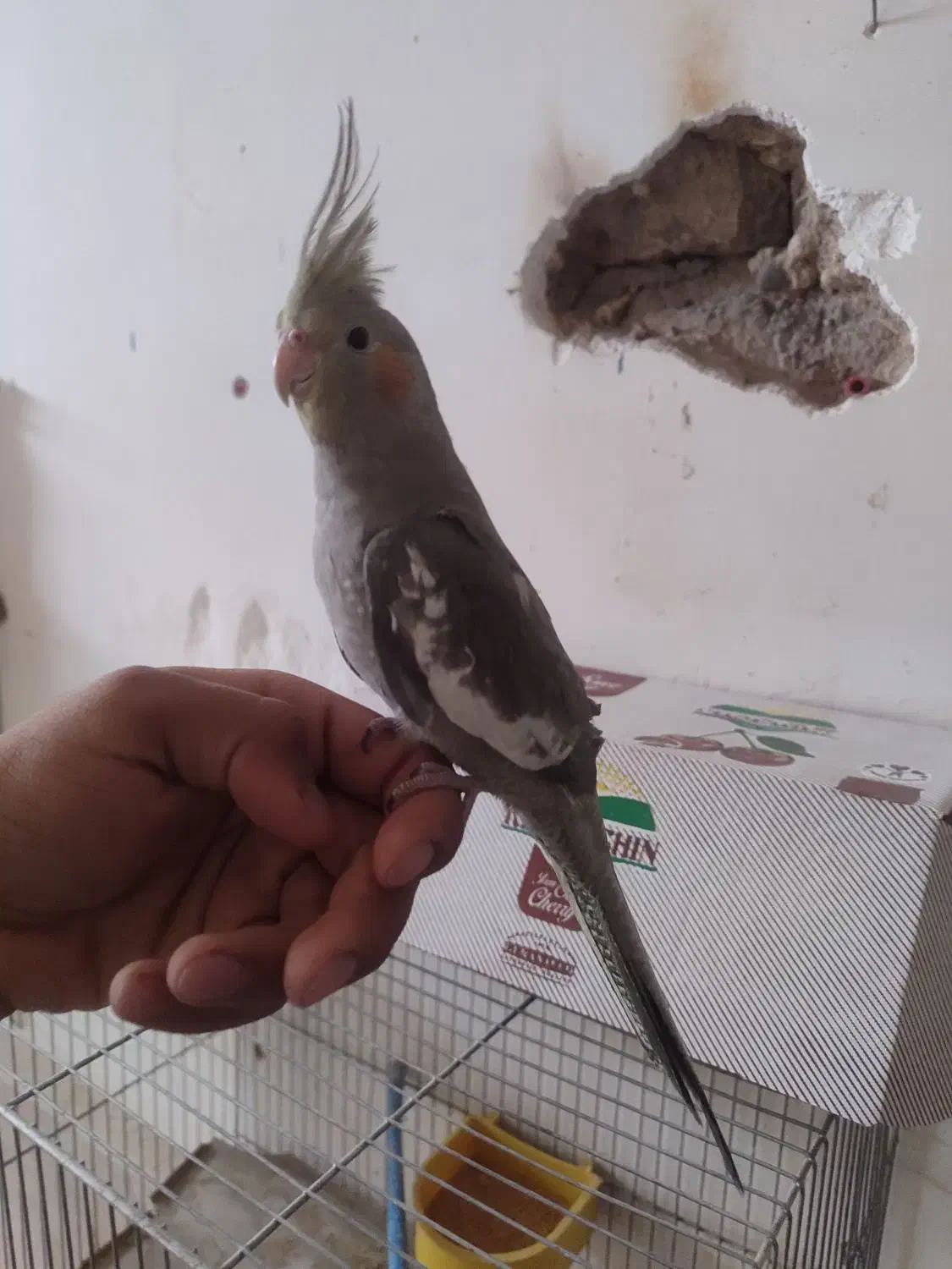 دستگاه جوجه کشی دست ساز|لوازم جانبی حیوانات|قم, میرزائیه|دیوار