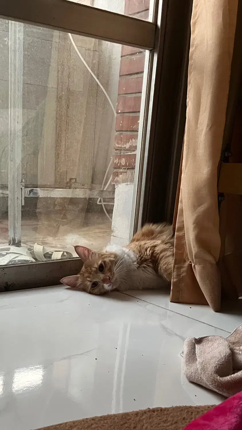 گربه|گربه|فردیس, شهرک راه آهن|دیوار