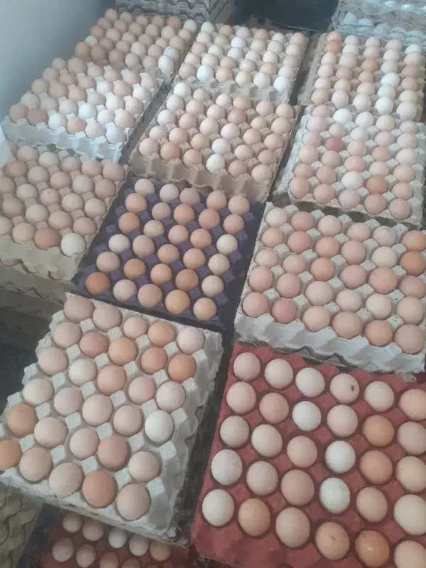 تخم مرغ محلی  نطفه دار و خوراکی|حیوانات مزرعه|گرگان, |دیوار
