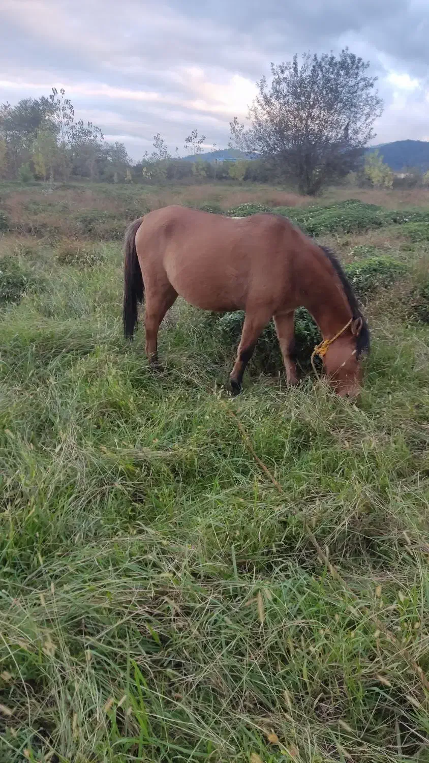 فروش اسب باری و سواری|اسب و تجهیزات اسبسواری|واجارگاه, |دیوار