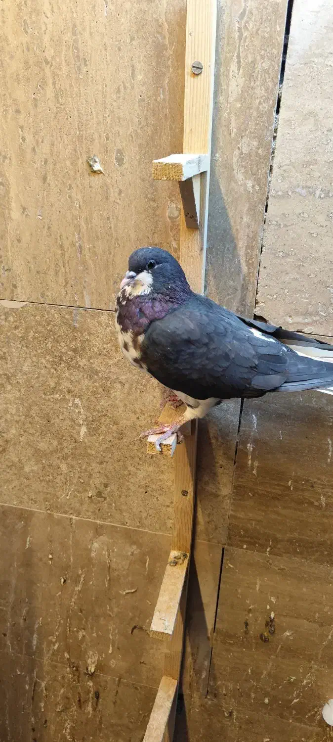 کبوتر شهری|پرنده|نی‌ریز, |دیوار