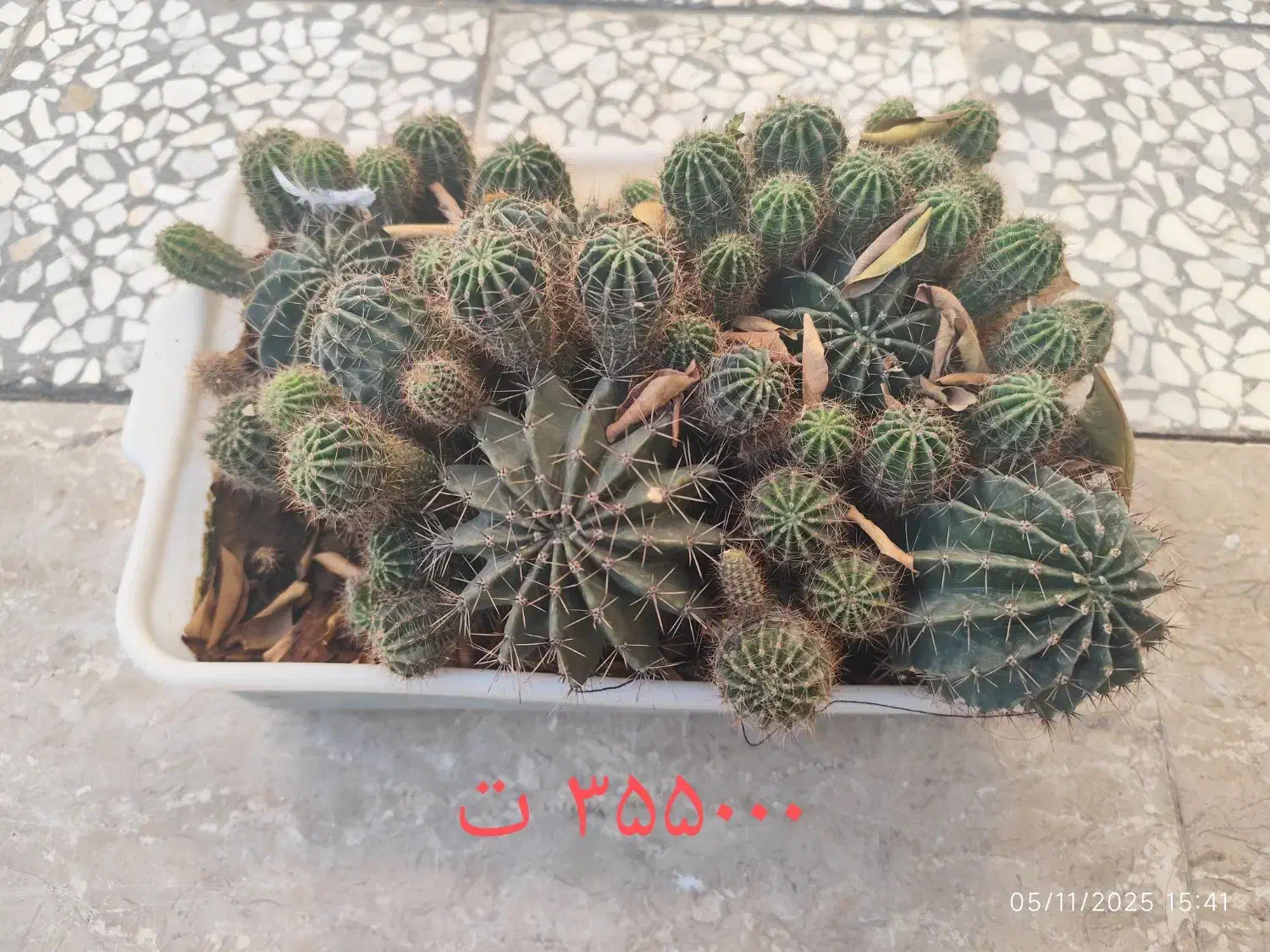 کاکتوس|گل و گیاه طبیعی|شیراز, کرونی(خاتونک)|دیوار