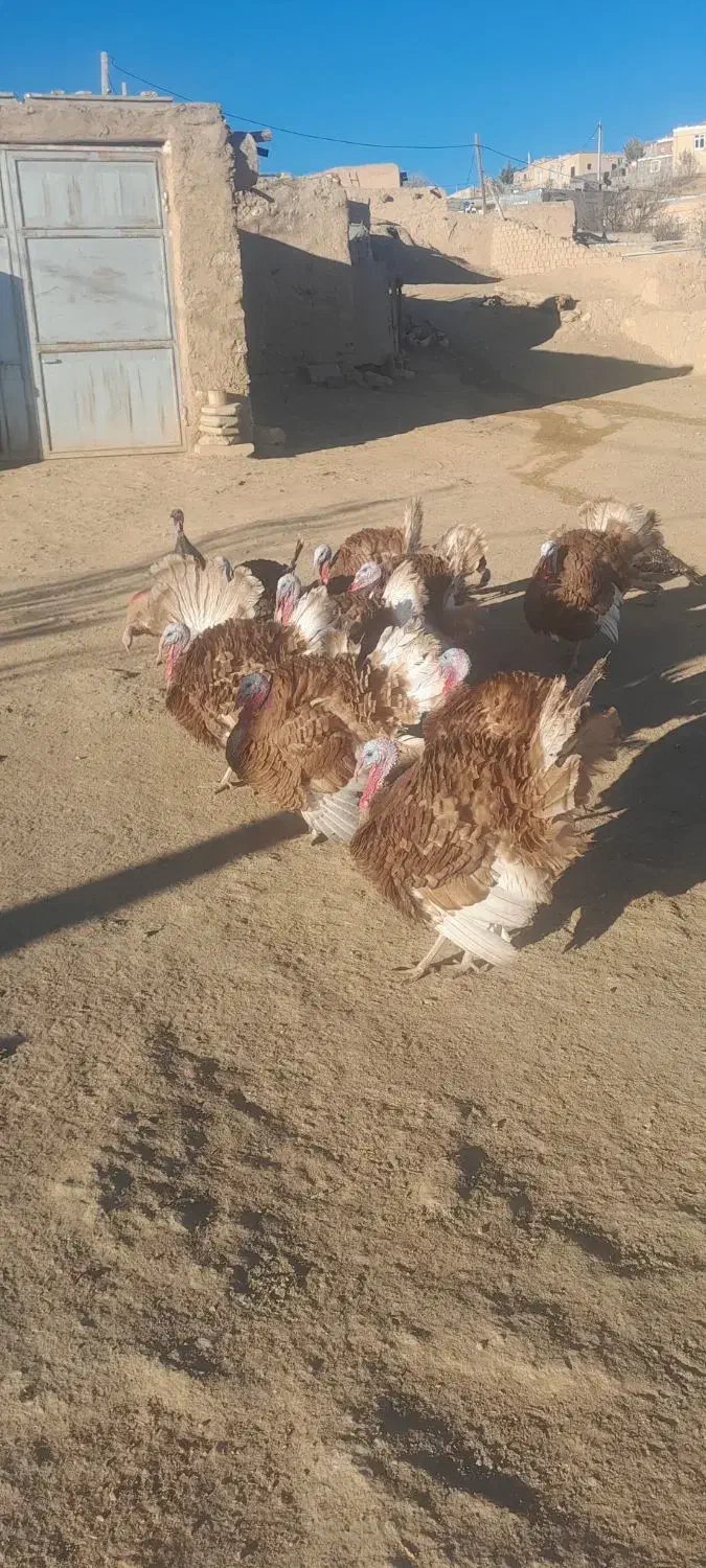 بوقلمون|حیوانات مزرعه|دیواندره, |دیوار