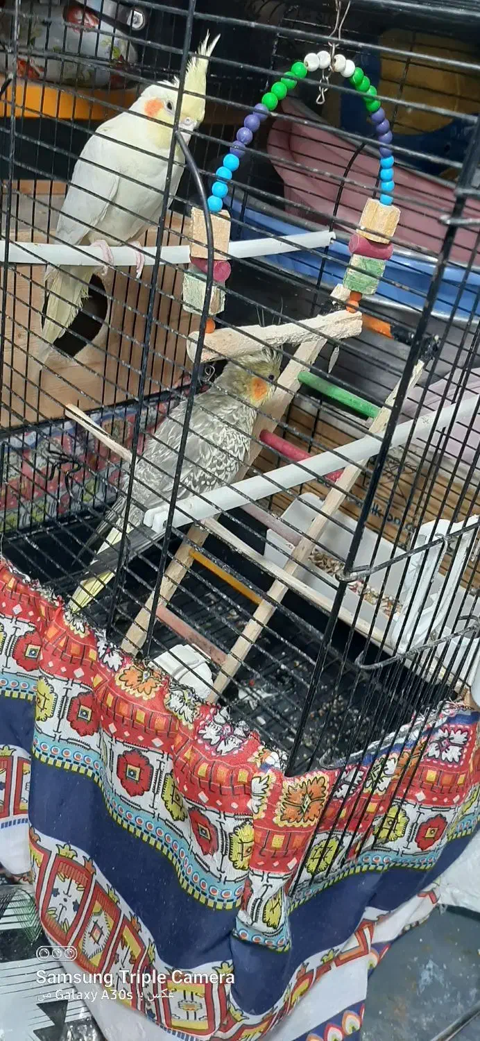 عروس هلندی|پرنده|آستانه اشرفیه, |دیوار