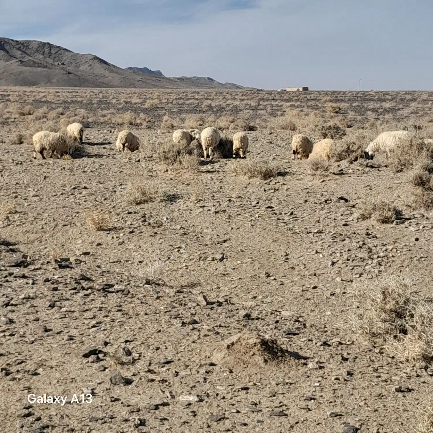 تعداد گوسفند بزرگ وکوچک معاوضه با تویوتا|حیوانات مزرعه|گوهرکوه, |دیوار