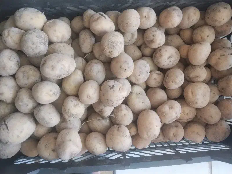 سیب زمینی 25|حراج|چناران, |دیوار