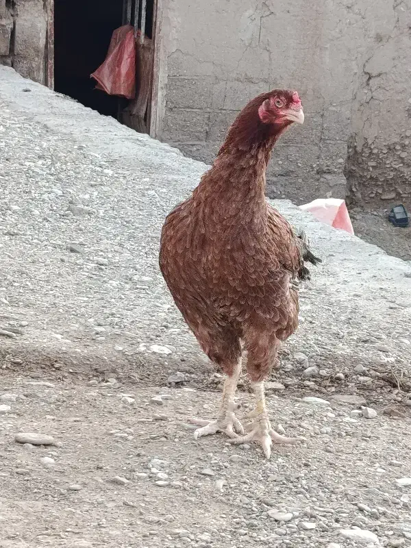 مرغ لاری|حیوانات مزرعه|زنجانرود, |دیوار