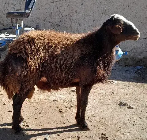 قوچ اصیل|حیوانات مزرعه|هریس, |دیوار