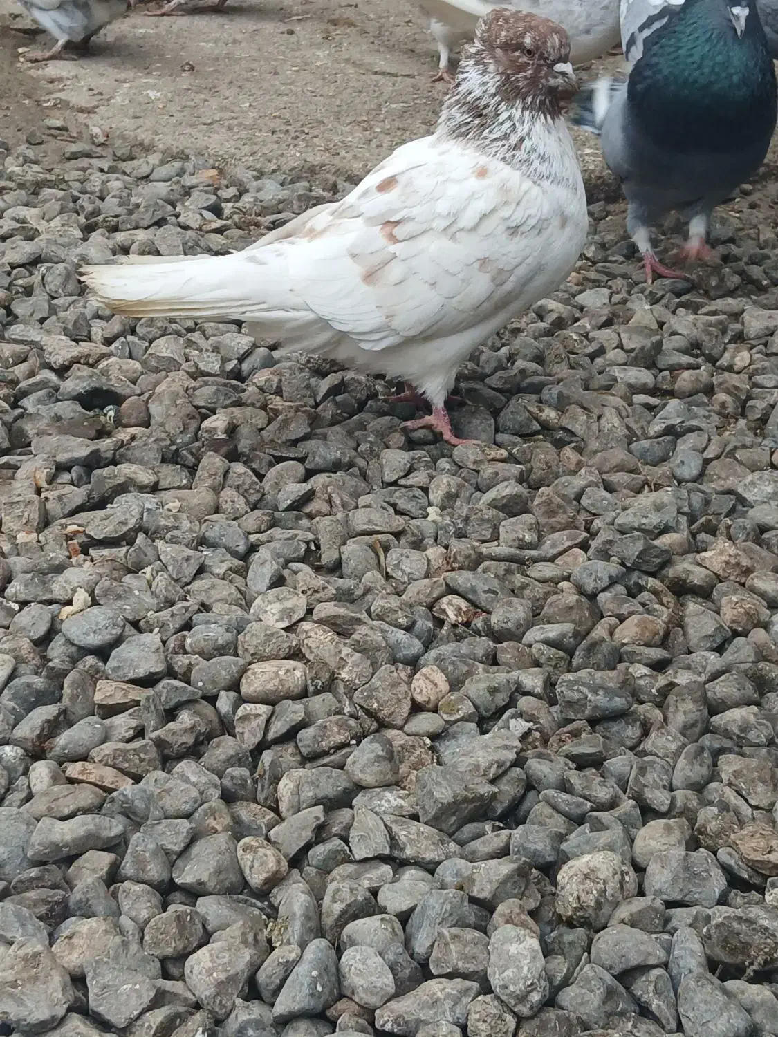 کبوتر کاکولی سروکله دار|پرنده|آق قلا, |دیوار