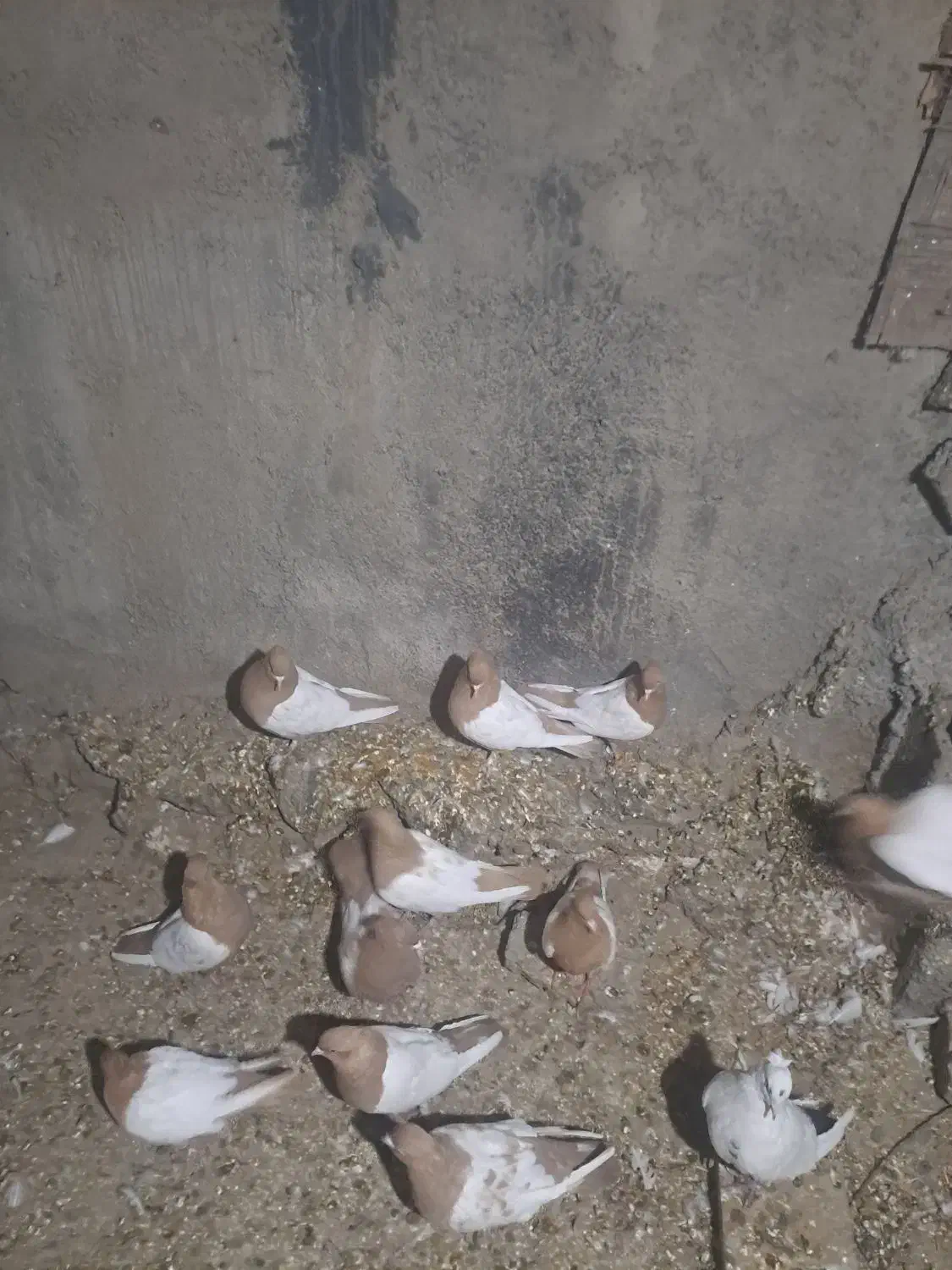 کبوتر و مرغ|حیوانات مزرعه|کوهمره, |دیوار