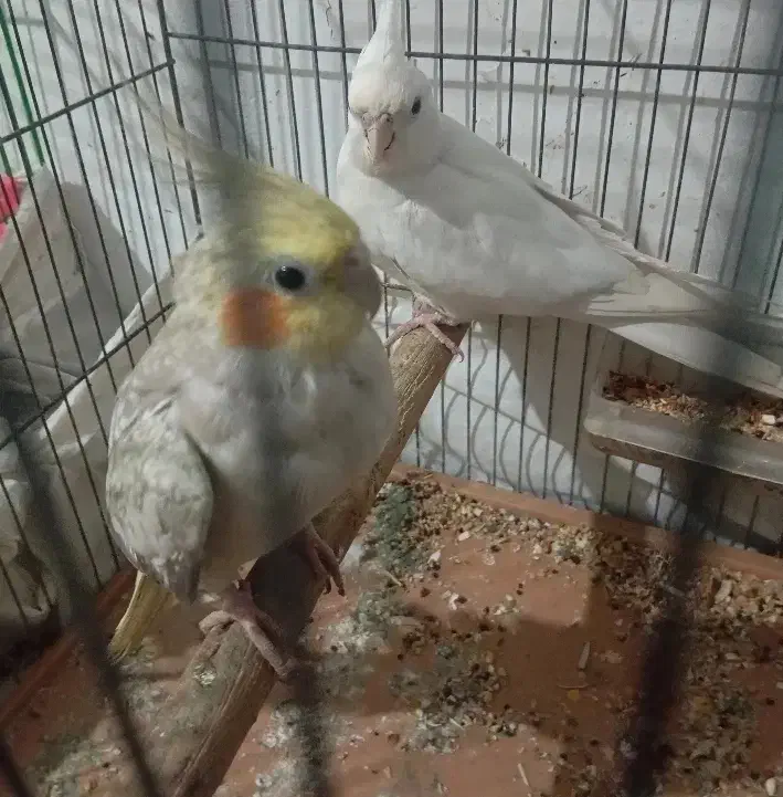 طوطی عروس|پرنده|رشت, حومه رشت|دیوار