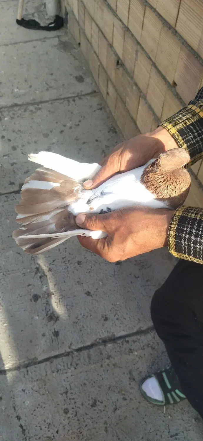 کبوتر|پرنده|مریوان, |دیوار