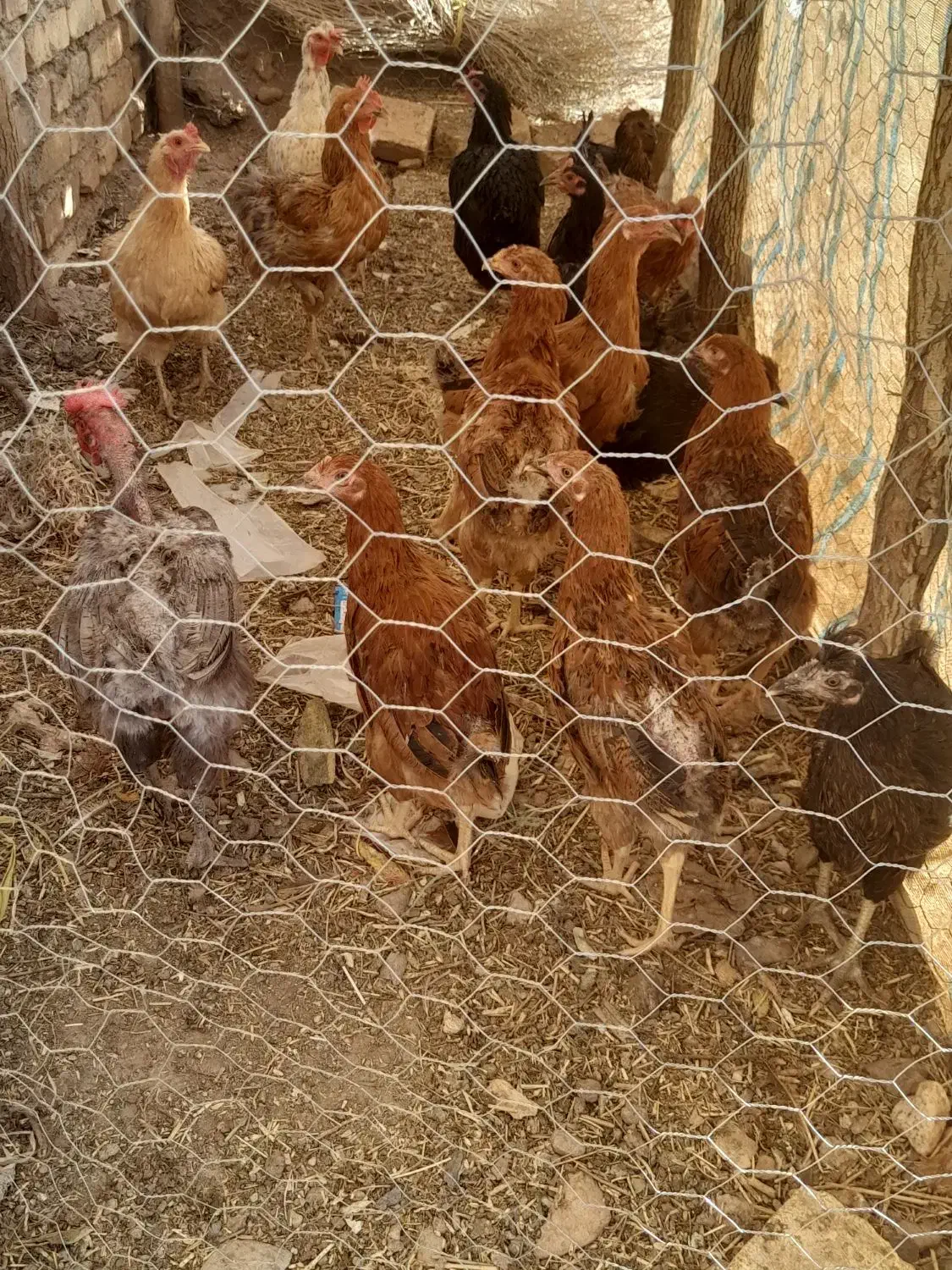 ۱۴عدد مرغ و جوجه|حیوانات مزرعه|زالیان, |دیوار