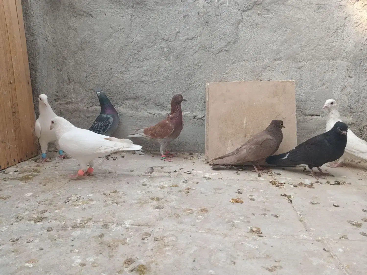 ۷تا کبوتر صید|پرنده|اسفراین, |دیوار