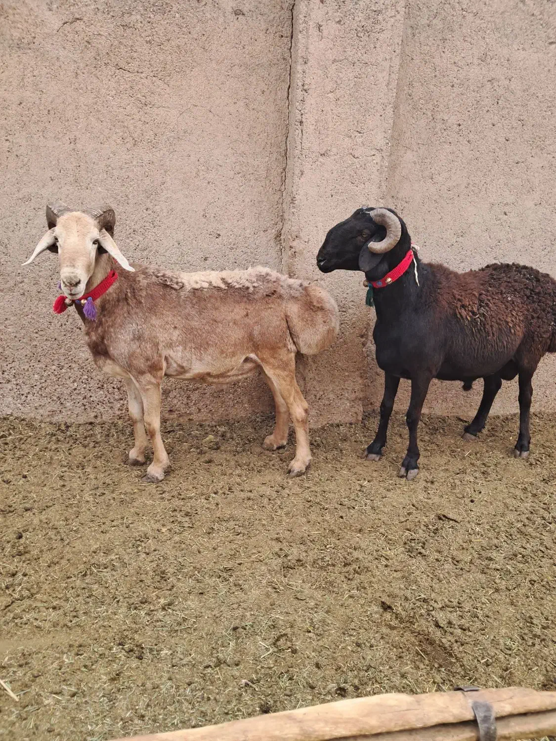 ۲راس عروسک چینی|حیوانات مزرعه|مرودشت, تخت جمشید|دیوار