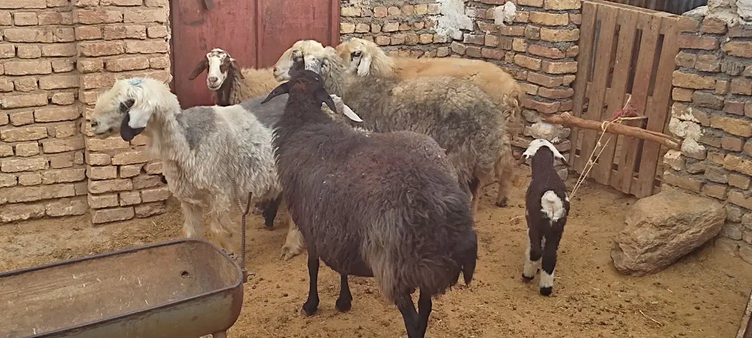 حیوان|حیوانات مزرعه|داران, |دیوار