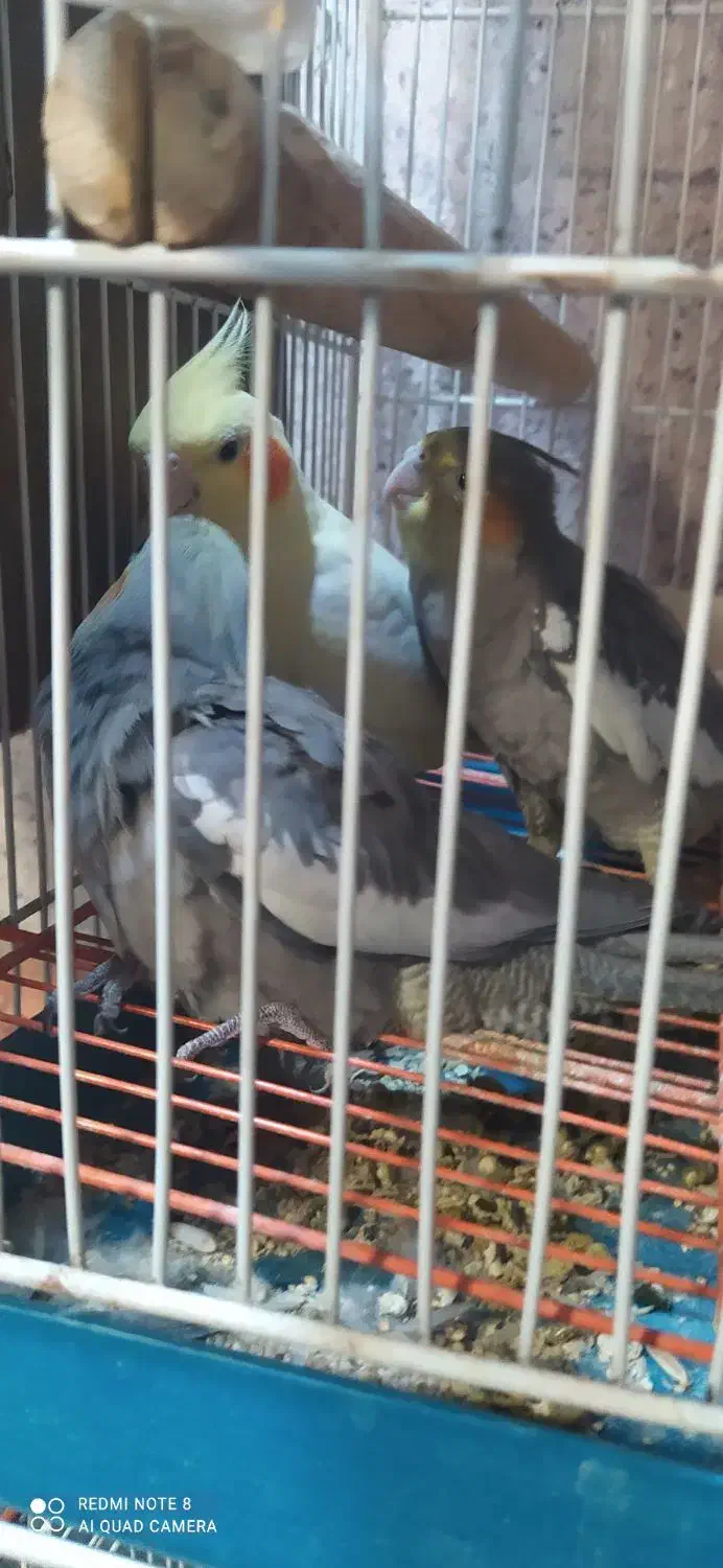 طوطی عروس|پرنده|آمل, |دیوار