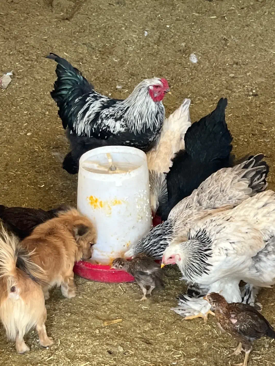 تخم برهما موجود هست|حیوانات مزرعه|مرودشت, فیروزی|دیوار