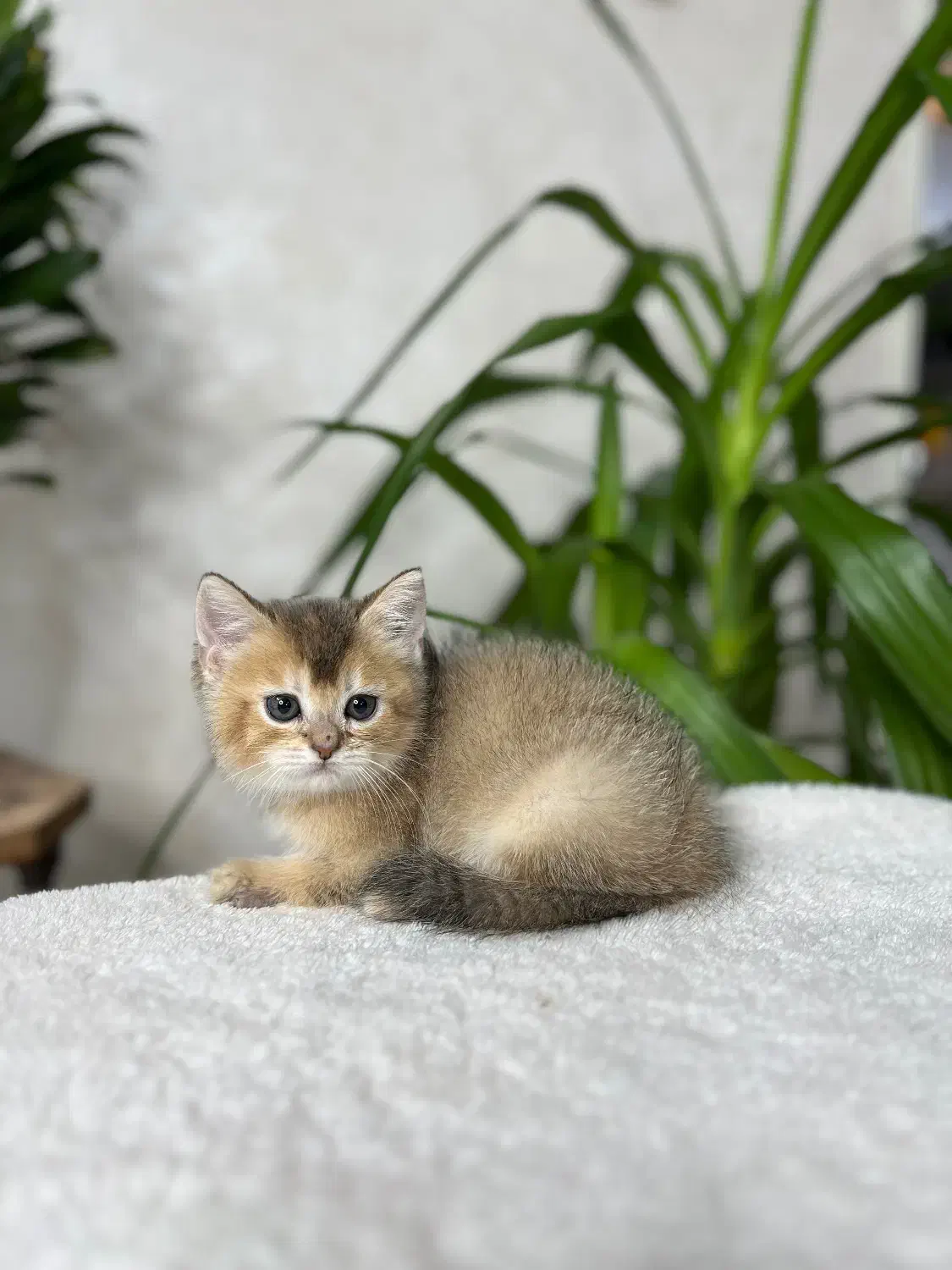 بریتیش|گربه|اصفهان, جلفا|دیوار