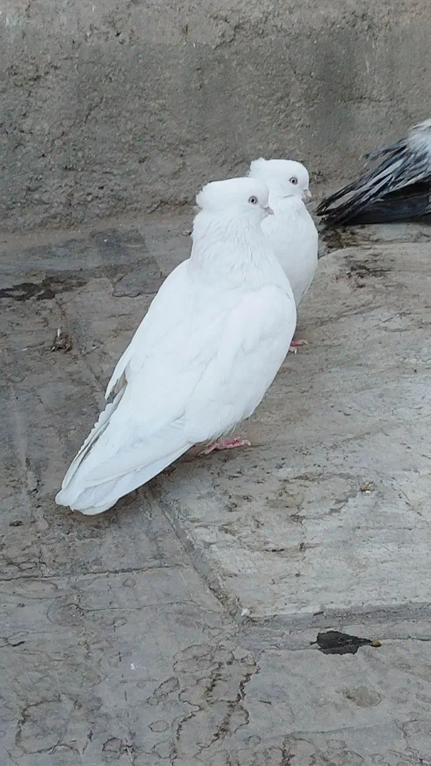 کبوتر نقش سفید مهر نوک ریز|پرنده|سمنان, |دیوار