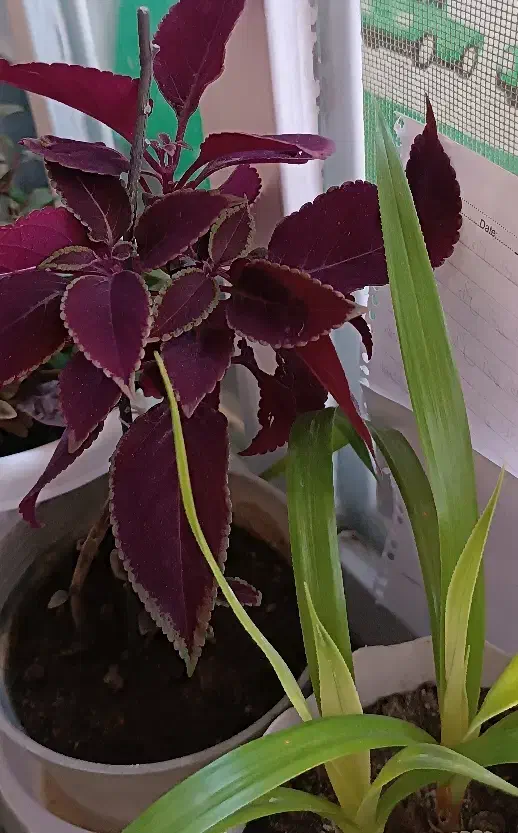 گل طبیعی|گل و گیاه طبیعی|شیراز, کوشک میدان|دیوار