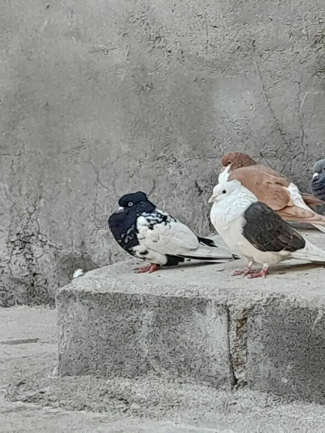 با سلام دوکت معاوضه کبوتر|پرنده|رامهرمز, |دیوار