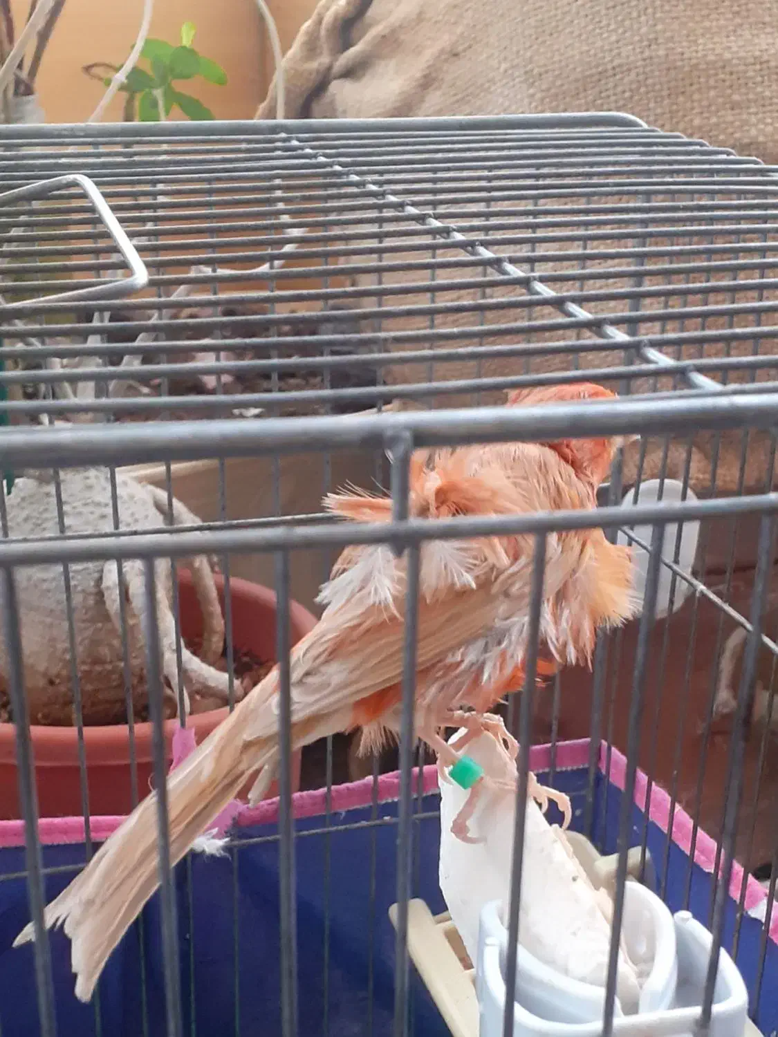 قناری و سقا|پرنده|کرمان, |دیوار