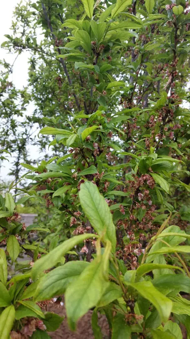باغ باغچه زمین ۵۰۰ متری شهرکی ویلایی|فروش زمین و ملک کلنگی|رباط‌کریم, منجیل آباد|دیوار