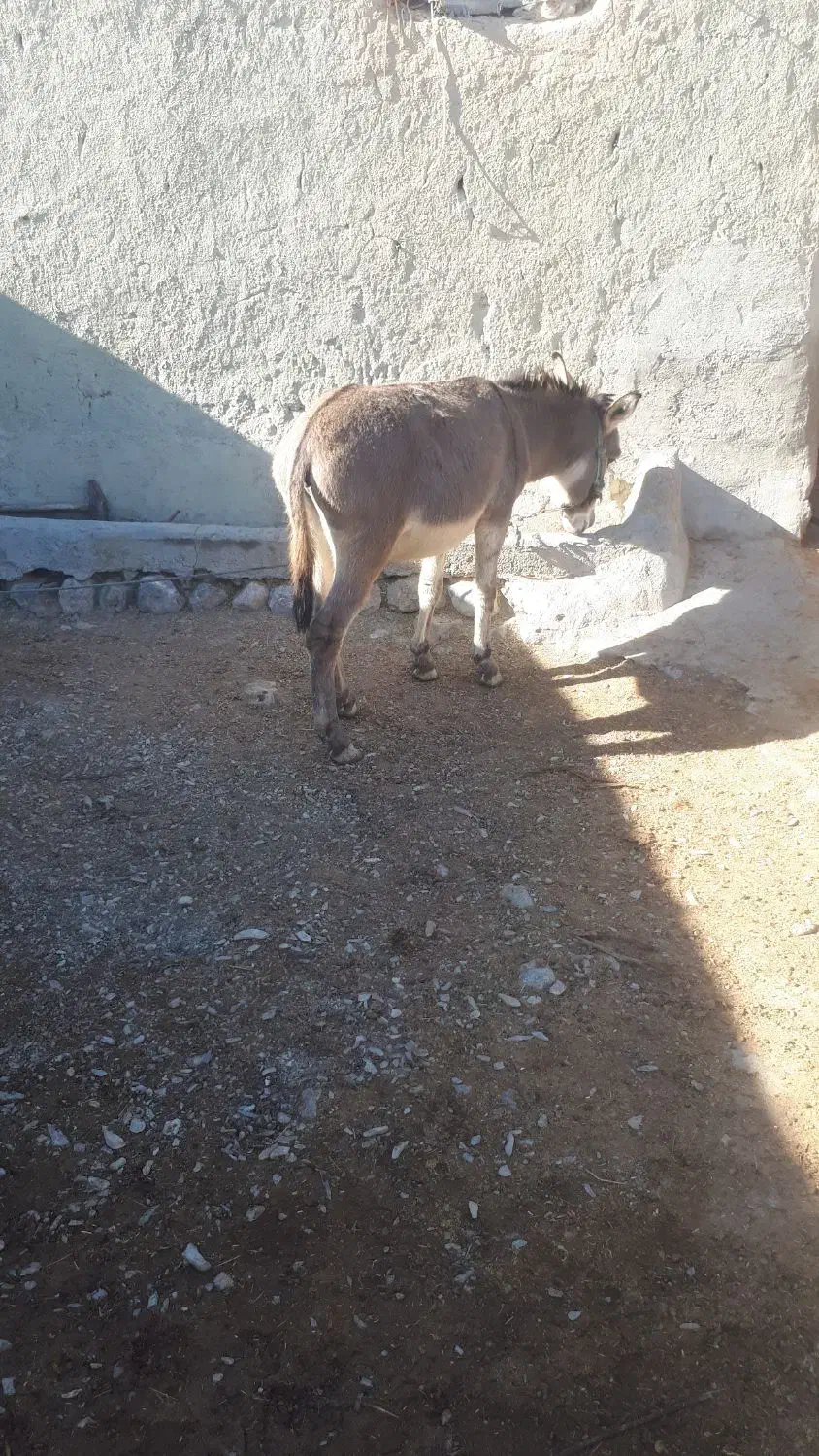 الاغ نر پِرزور باپالان|حیوانات مزرعه|شیروان (خراسان), |دیوار