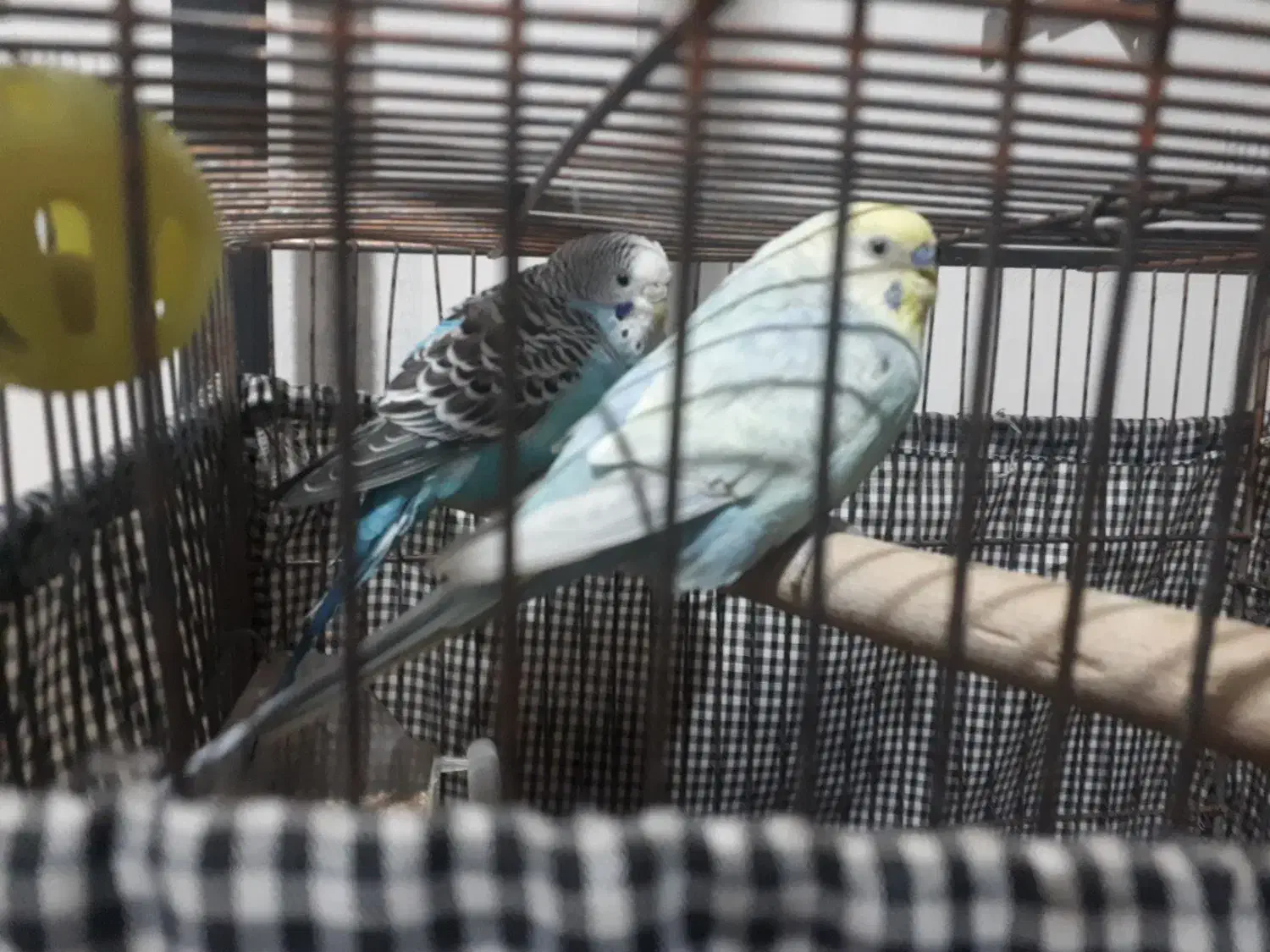 یک جفت پرنده مرغ عشق|پرنده|تهران, افسریه شمالی|دیوار